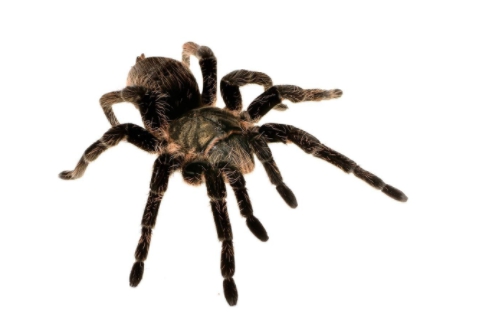 百度蜘蛛 百度蜘蛛